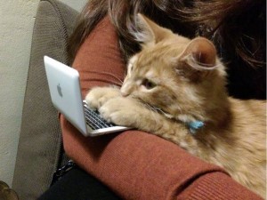 котик за компьютером