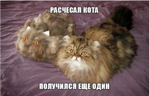 мемы с котами