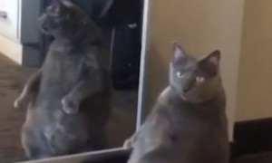 жирный кот смотрит в зеркало