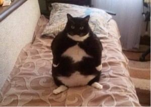 толстый котик
