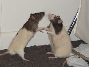 две крысы подружки